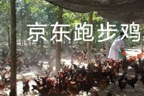 京东跑步鸡是什么 京东跑步鸡怎么加盟