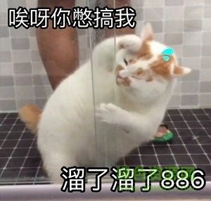 楼楼猫表情包