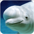 白鲸模拟器游戏下载