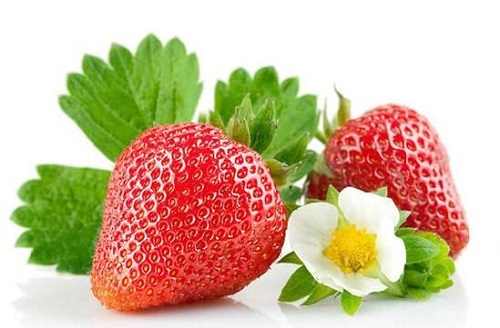 牛奶草莓是用牛奶灌溉的吗