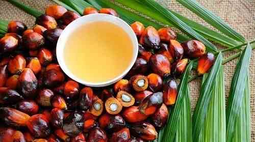 常用于生产油炸膨化零食的棕榈油是产自