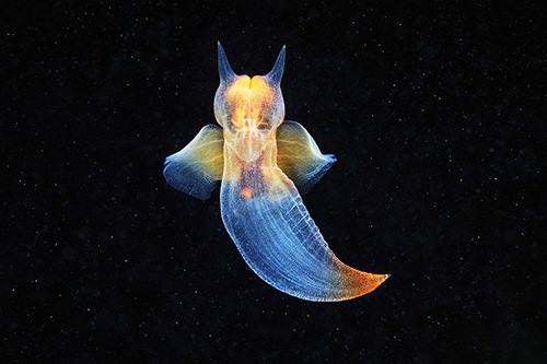 浮游软体动物海天使长着一对天使翅膀猜猜它的学名叫