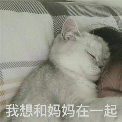 妈宝女表情最新版合集 猫咪宝贝捡破烂养你