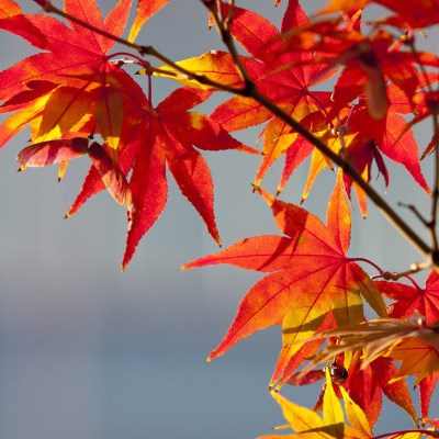 秋季枫叶唯美好看图片合集 桂花落了枫叶红了你还没有来