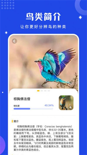 鸟语语言翻译器 v1.1 3