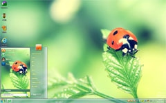 可爱瓢虫win7可爱主题