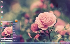 粉红玫瑰win7唯美壁纸