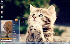 可爱萌猫win7壁纸下载