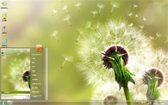 绽放的蒲公英win7壁纸