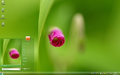含苞花骨朵Win7主题