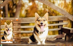 萌宠柯基犬win7主题