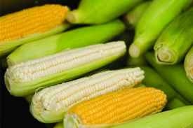 玉米能否生吃 玉米生吃有什么作用