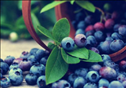蓝莓干是泡水喝还是干吃​ 蓝莓干和蓝莓的营养价值一样吗