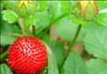 ​宝宝吃草莓拉出草莓籽是消化不良吗