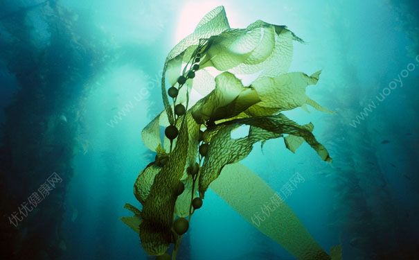 海藻有什么作用？海藻有什么作用和功效？(1)