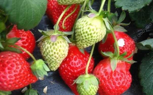 摘草莓是什么季节？什么时候摘草莓最好？[多图]