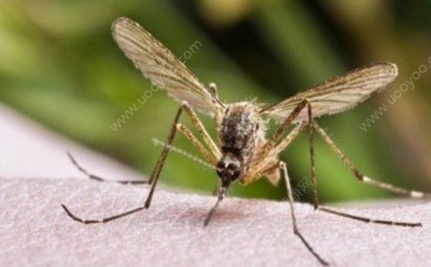 夏天如何预防蚊虫叮咬?被蚊