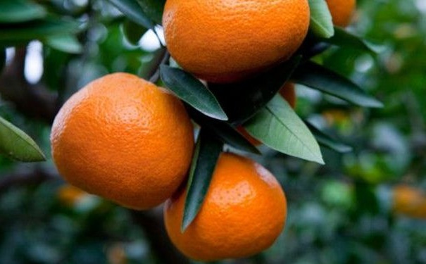 橘子全身都有哪些功效？橘子全身是宝[图]