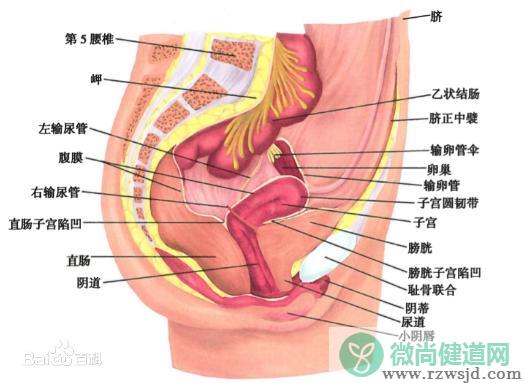 女人下面是什么样子的图片 阴部真实构造解剖结构图