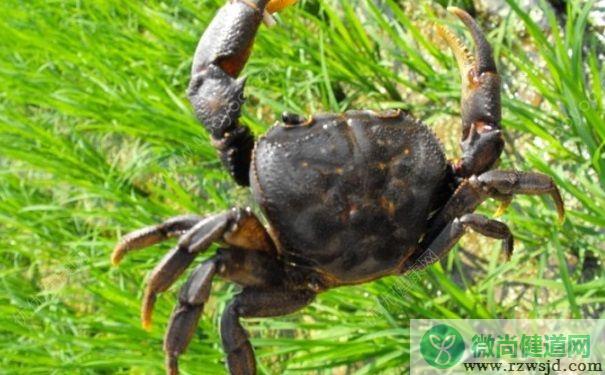 野生螃蟹能吃吗？野生螃蟹怎么做好吃？(1)