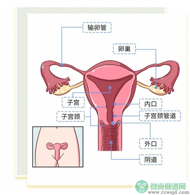 女人阴道是什么样子的图片科普 阴部真实构造解剖结构图
