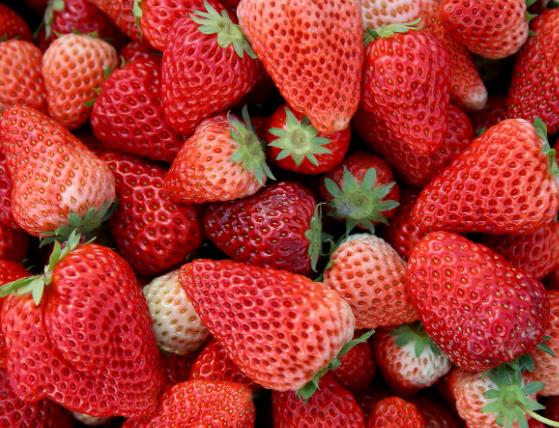 胃不好能吃草莓吗 凉性伤脾