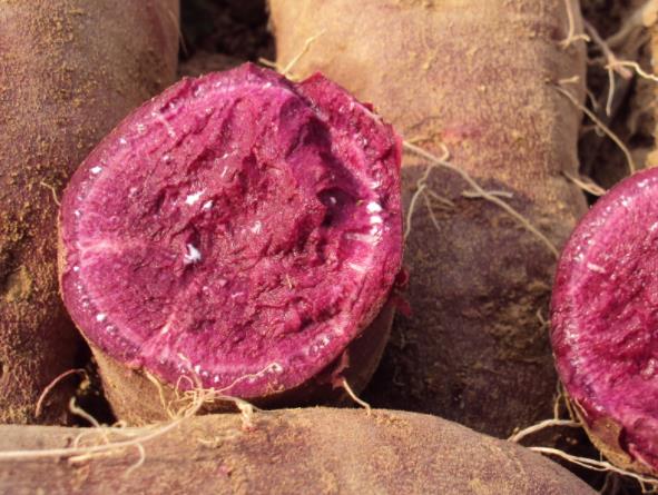 紫薯怎么蒸熟的快 用微波炉,