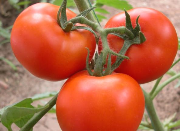 番茄吃生的好还是吃熟的好 生吃防止维生素C遇热分解