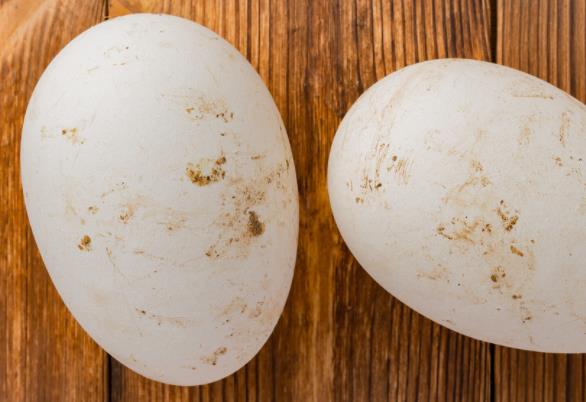 吃鹅蛋可以增强记忆力吗 卵磷脂促进乙酰胆碱合成,滋