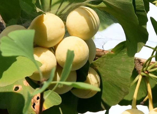 白果可以生吃吗 高温条件下降低毒性