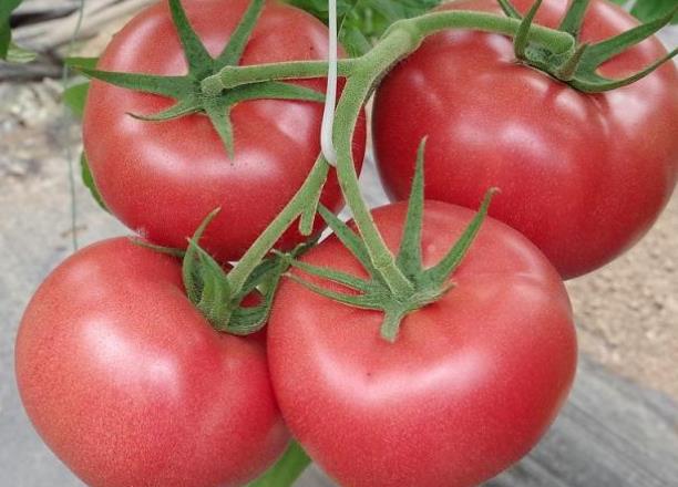 吃番茄能减肥吗 热量少,纤维素增强饱腹感