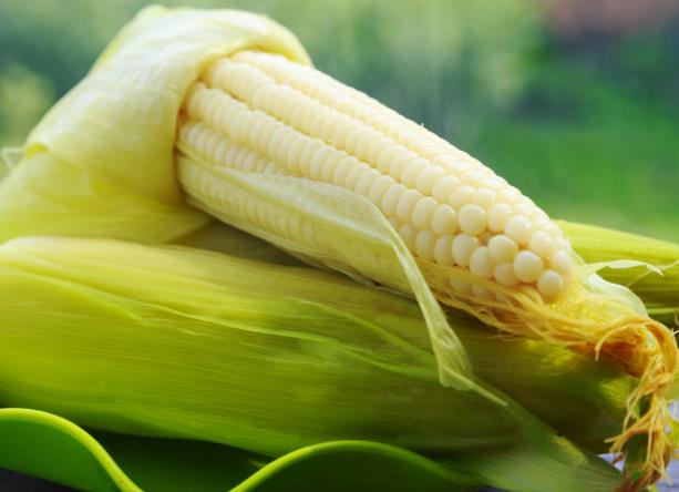 吃玉米能减肥吗 粗纤维产生饱腹感促进肠道蠕动