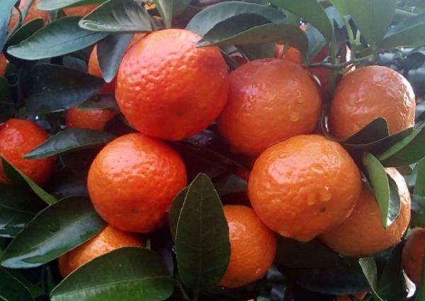 吃砂糖橘可以止咳吗 柑橘类水果,化痰止咳生津润肺等
