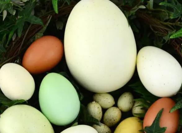 鹅蛋吃了会不会发胖 热量脂肪高,过量造成脂肪堆积