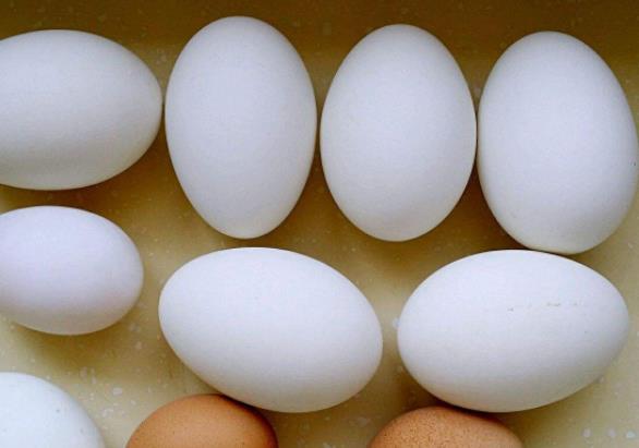 鹅蛋有点臭了还能吃吗 被细菌微生物滋生中毒