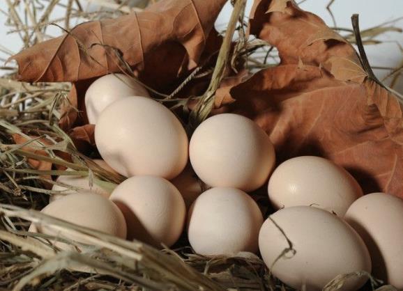鸡蛋吃多了会怎么样 发胖增加肠胃负担引发心血管疾