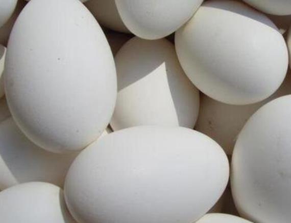 吃鹅蛋对乳腺有好处吗 卵磷脂促进细胞再生治疗乳腺