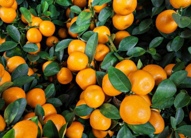 吃橘子可以去除口臭吗 芳香物质消除口腔细菌及异味