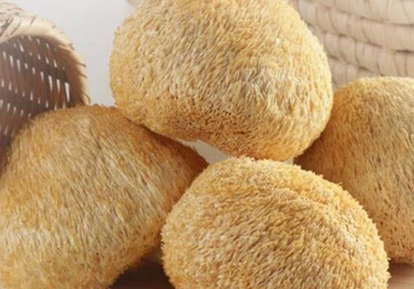 猴头菇可以与鸡肉一起吃吗 同吃补充营养提高免疫等