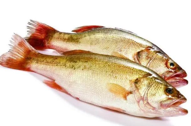 菜市场的鲈鱼是海鱼吗？一斤半的鲈鱼蒸几分钟？