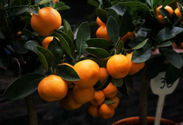 吃橘子可以美容吗 维生素抗氧化抑制黑色素沉淀