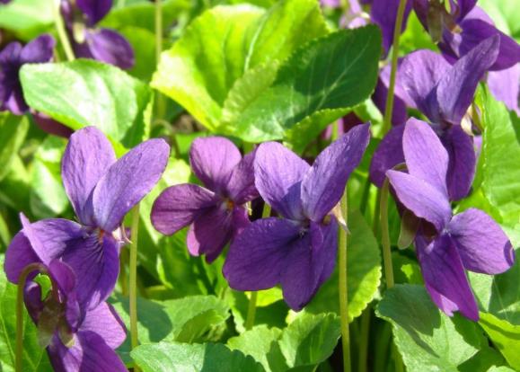 紫罗兰的花语是什么 永恒的