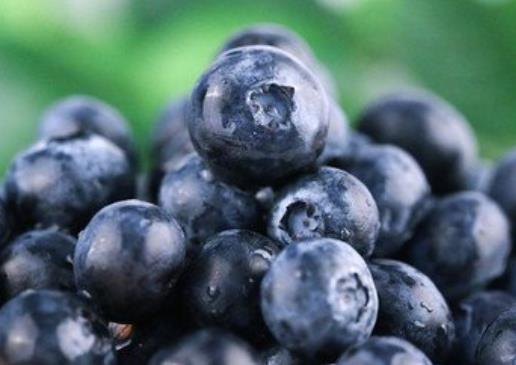 吃蓝莓可以减肥吗 热量低,膳