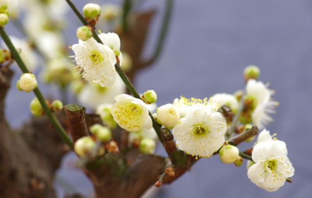 梅花栽种几年开花 早春1～2月