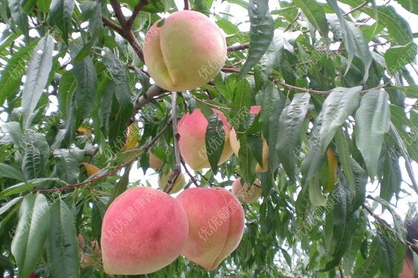 桃子糖分高吗？桃子糖尿病人能吃吗？(3)