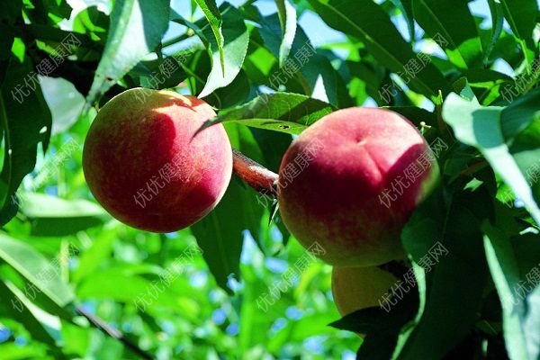 桃子一般几月份熟？桃子一般什么时候成熟？(3)