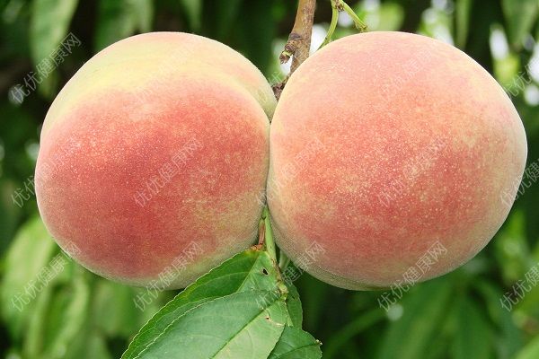 桃子皮有营养吗？桃子皮能吃吗？(3)