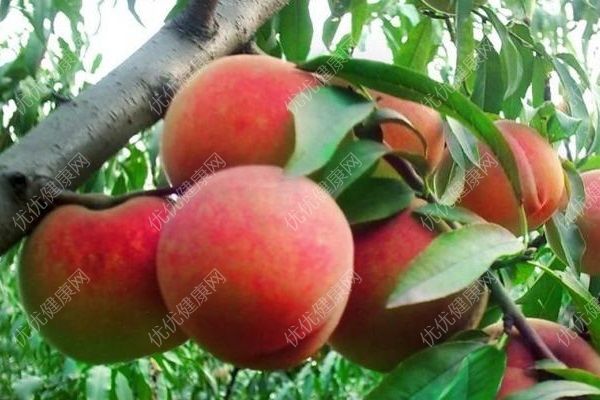 桃子是酸性还是碱性食物？桃子是碱性食物吗？(3)