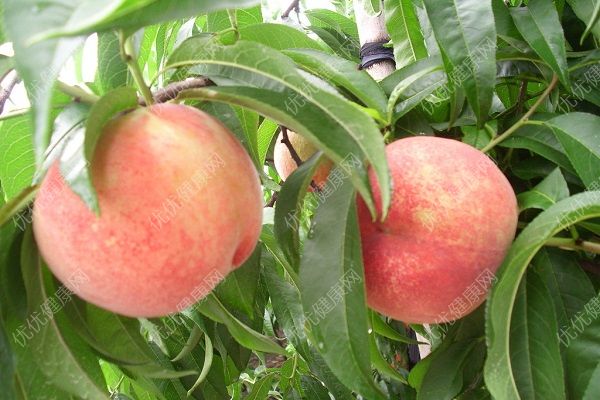 桃子是果实还是种子？桃子的营养价值及功效(3)