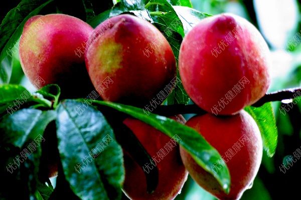 桃子是果实还是种子？桃子的营养价值及功效(4)